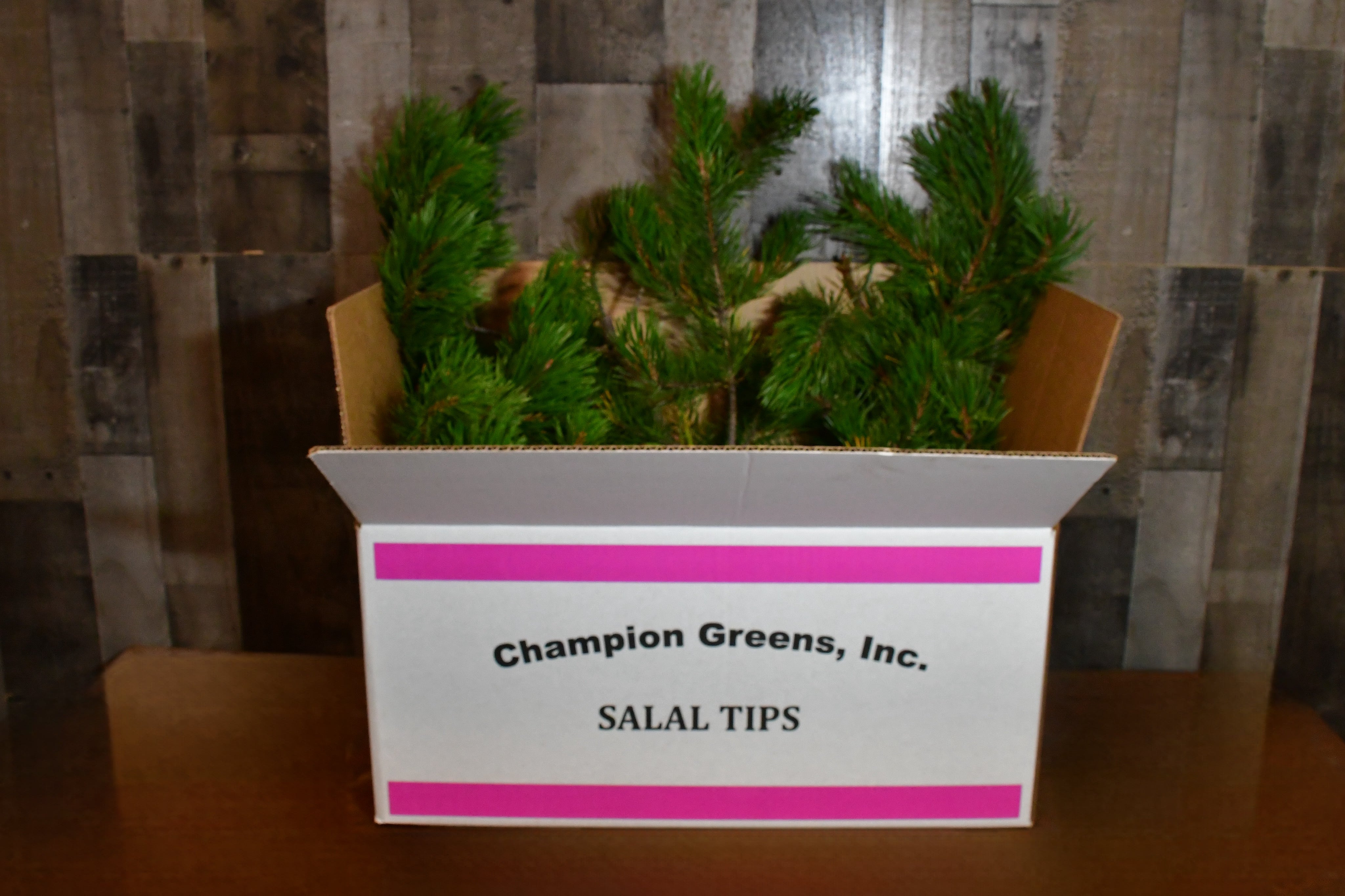 shore Needle Pine – 25 lb Box