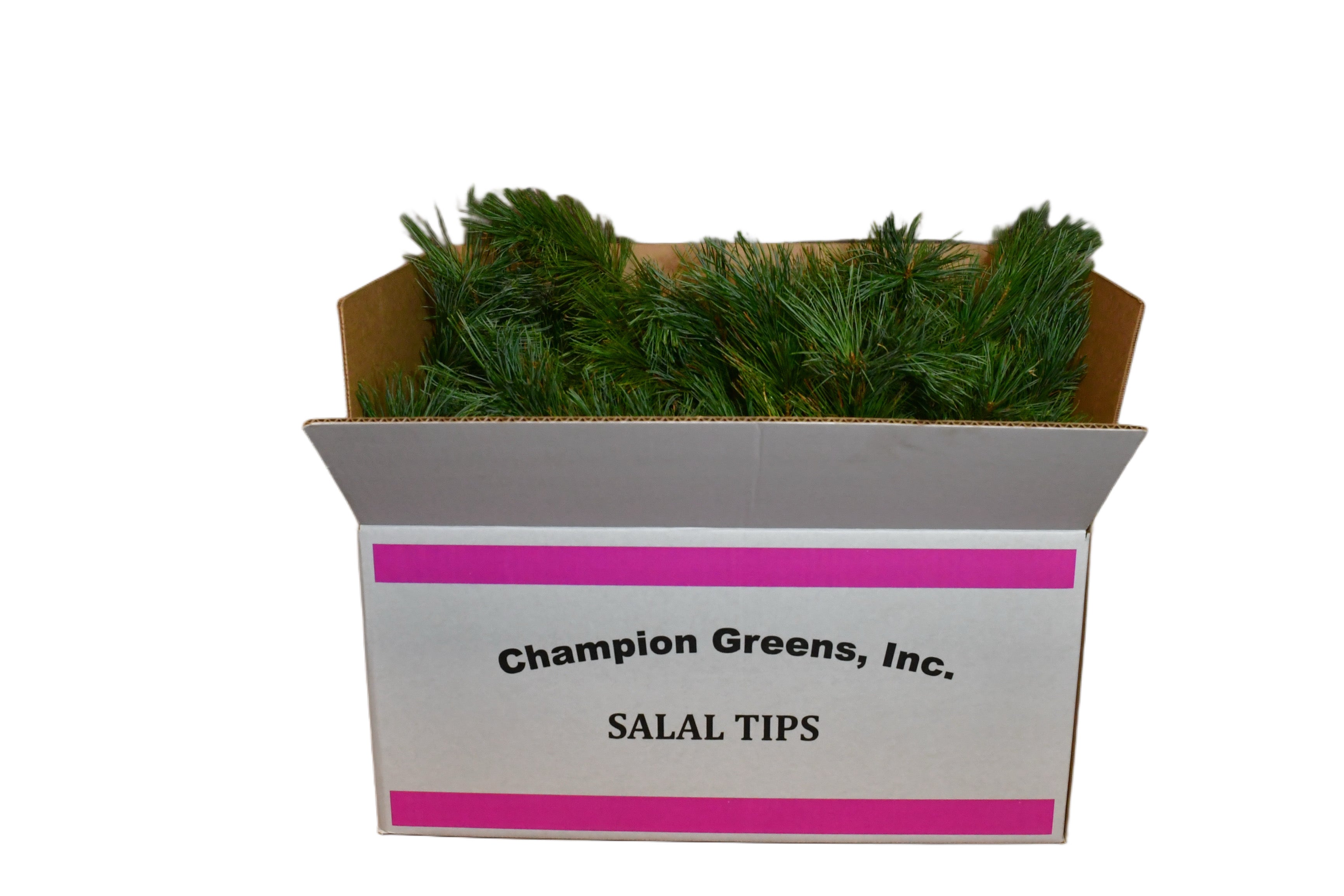Fresh White Pine Greens – 25 lb Box