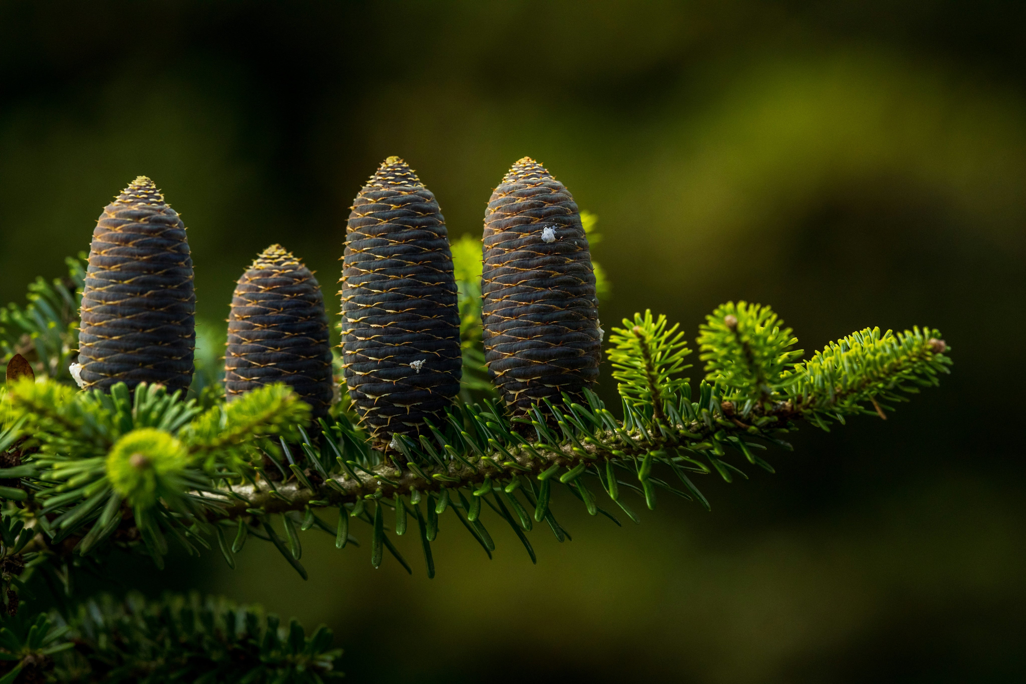 Fresh Noble fir bough in box