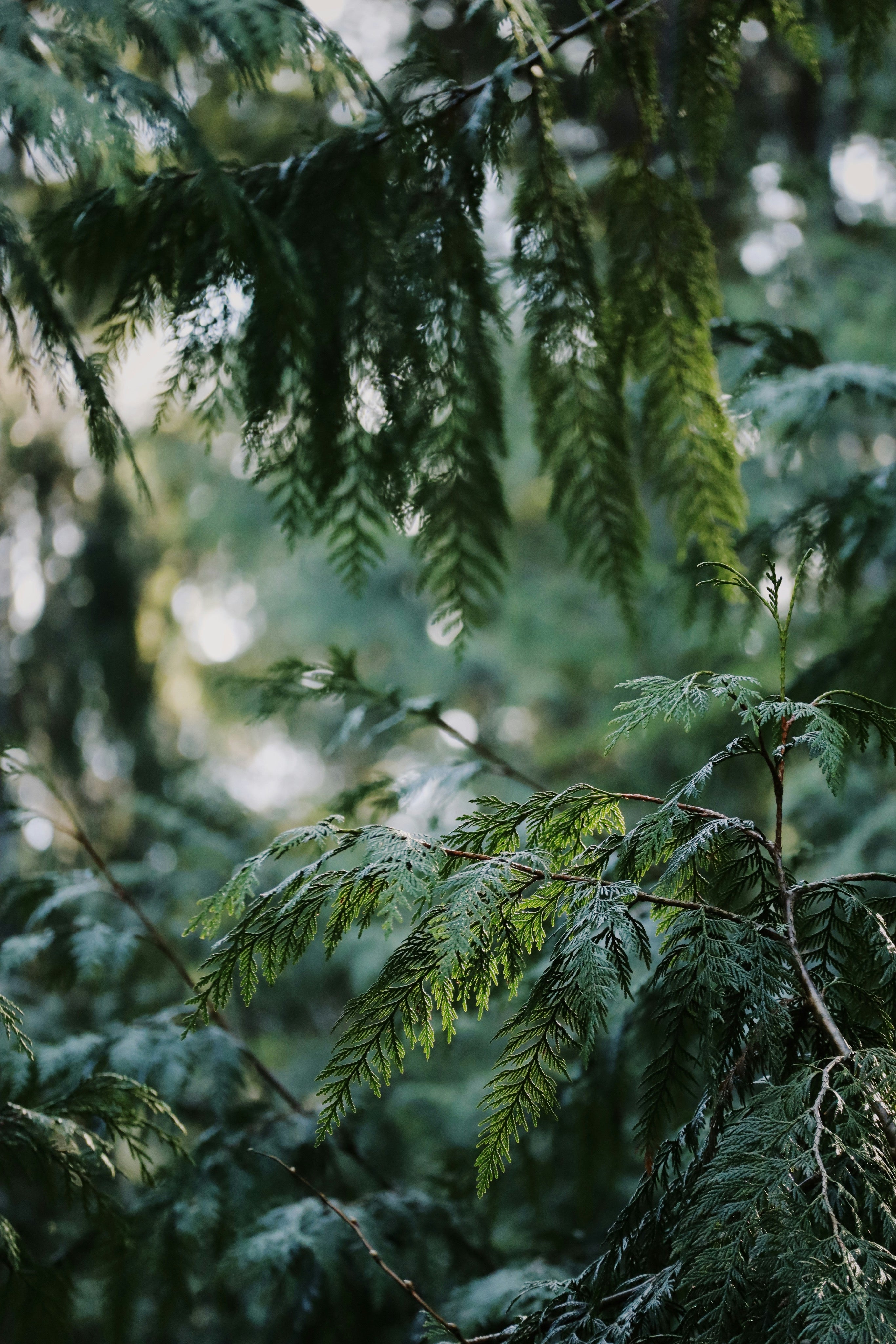 Western red cedar box