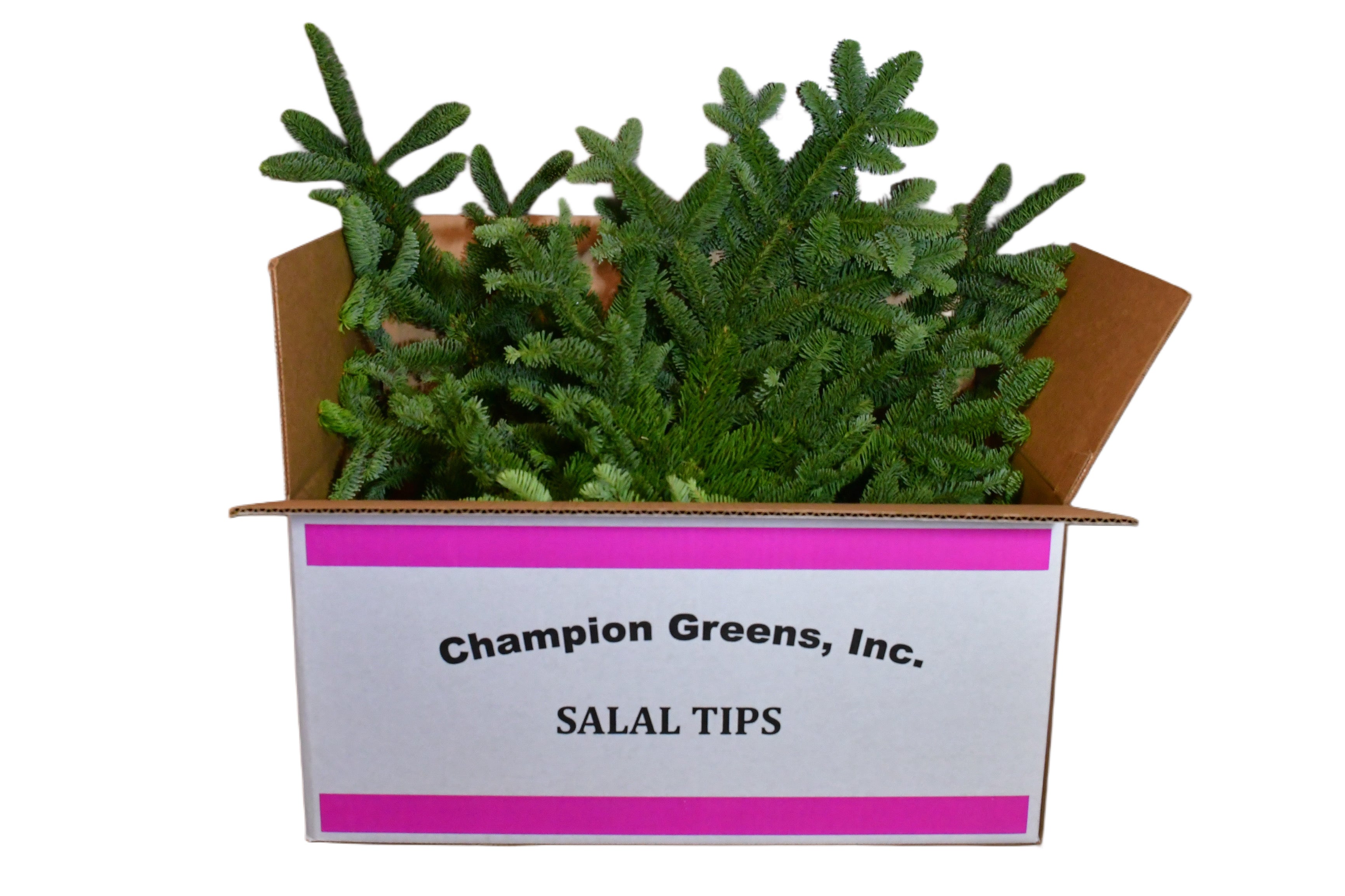 Fresh Noble fir bough in box
