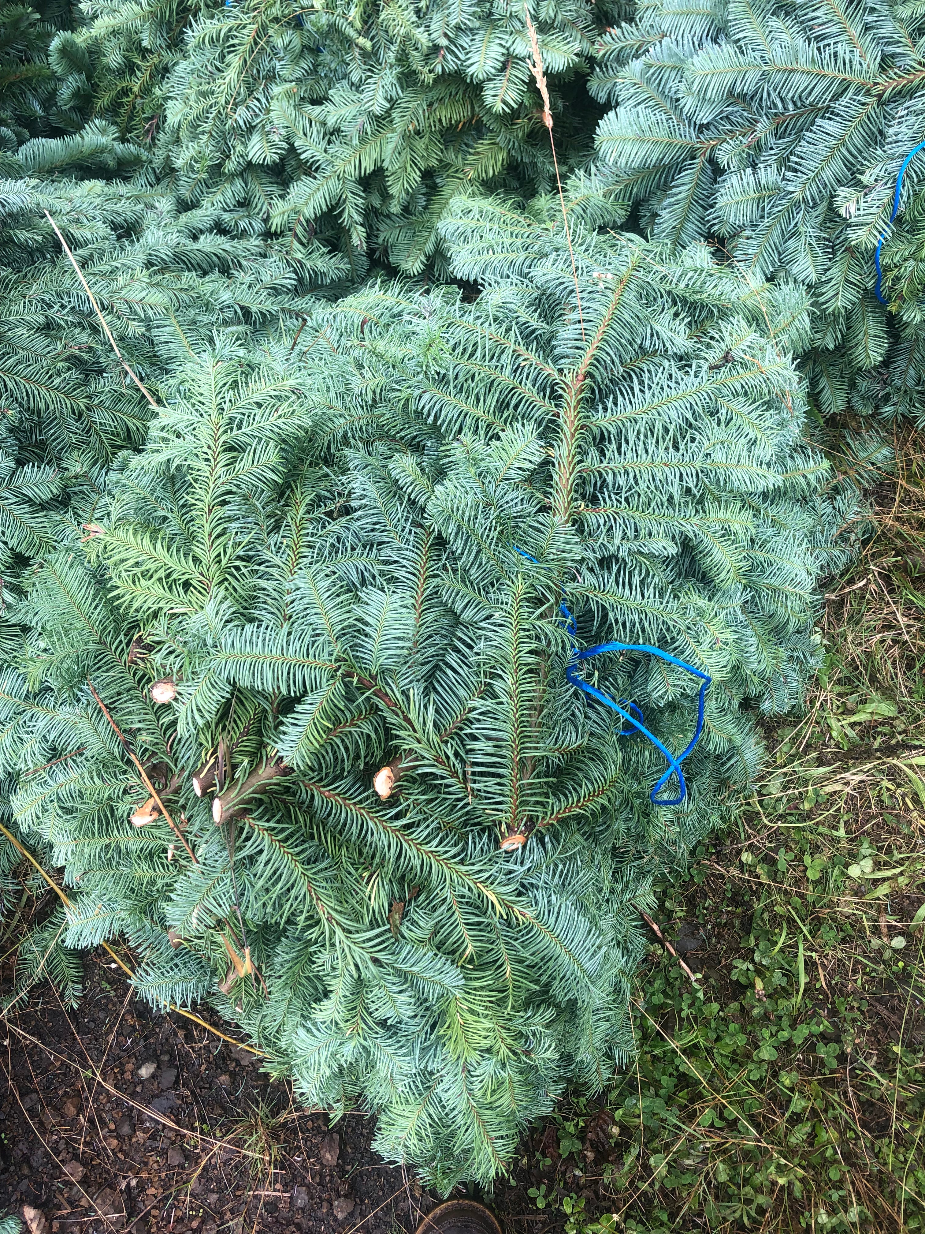 Fresh Noble fir bough in box
