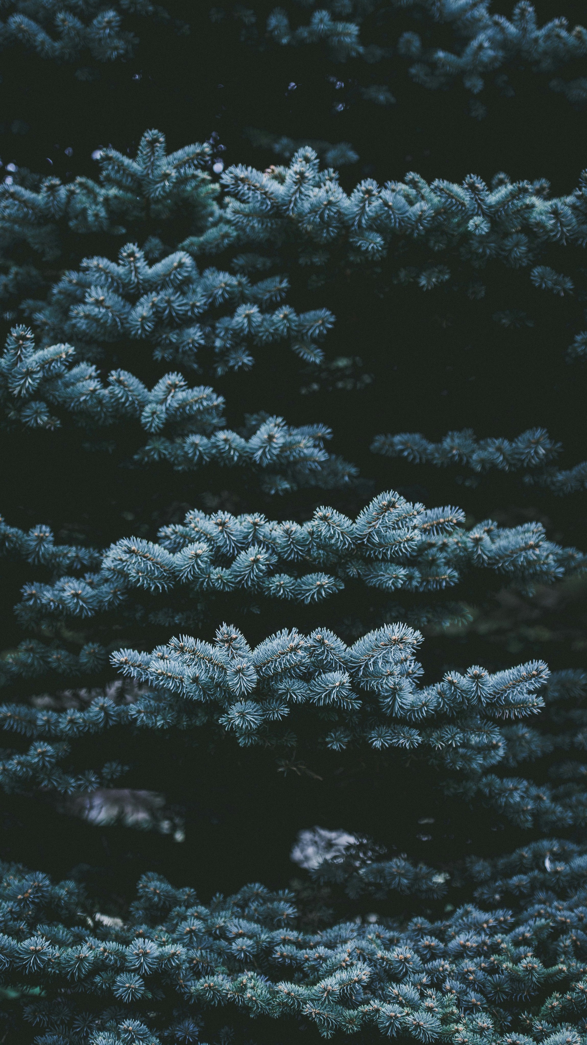 Fresh Noble fir bough in box