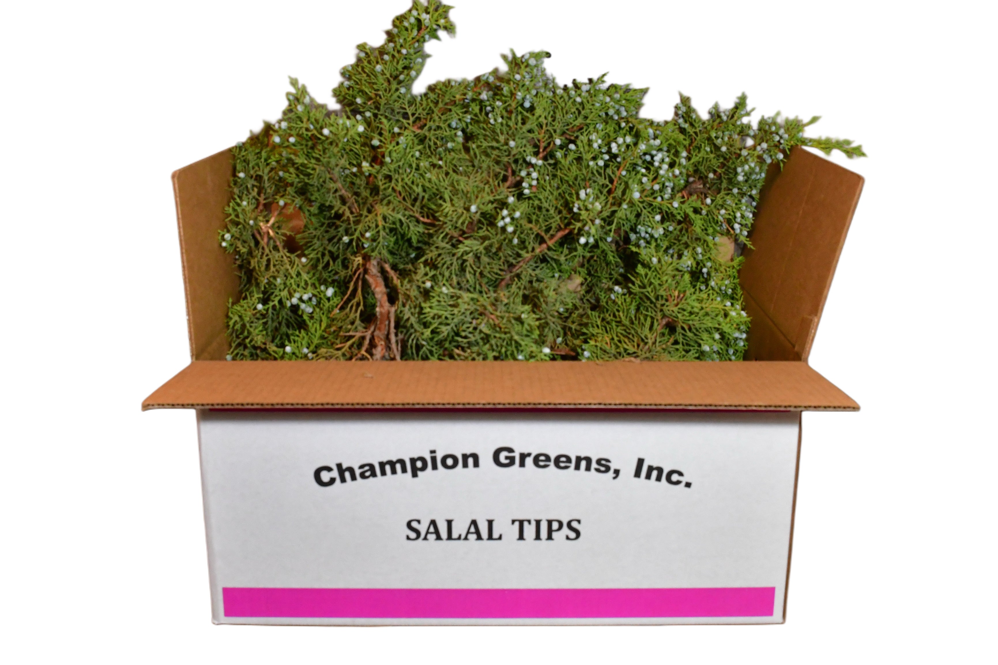 Juniper Greens with Blue berries 25lb box